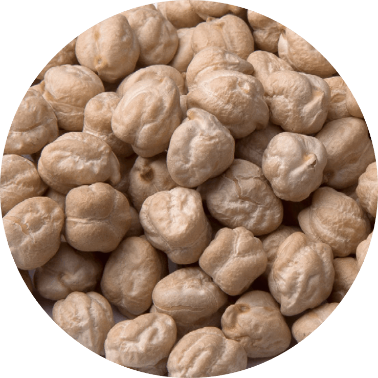 Garbanzo CASTELLANO Bio