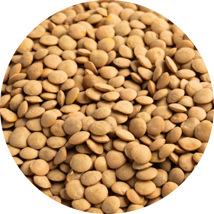 Lenteja CASTELLANA BIO