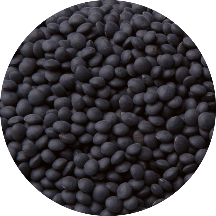 Lenteja BELUGA (Caviar)